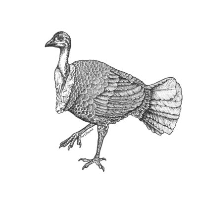 Brush Turkey Thumbnail