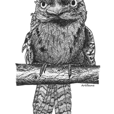 Tawny Frogmouth Thumbnail