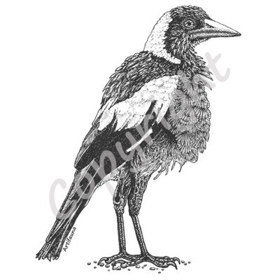 Magpie Thumbnail