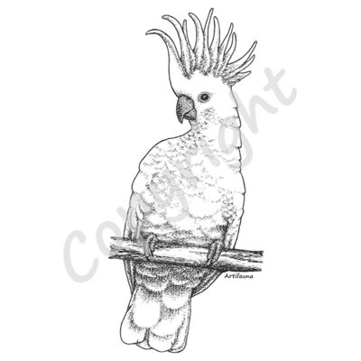 Cockatoo Sulpher-crested Thumbnail