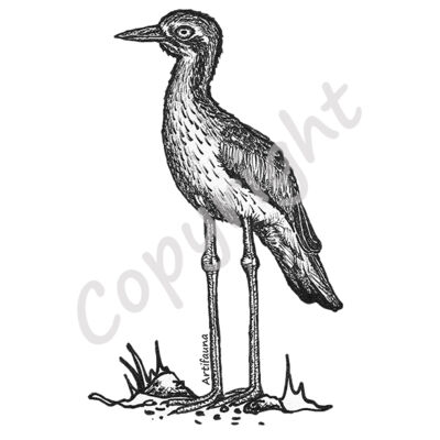 Bush Stone-Curlew Thumbnail