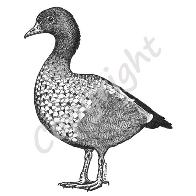 Australian Wood Duck Thumbnail