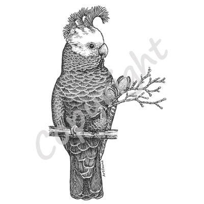 Gang Gang Cockatoo Thumbnail