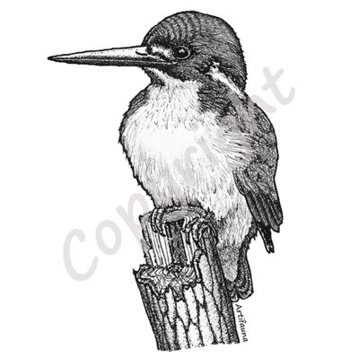 Kingfisher Thumbnail