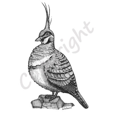 Spinifex Pigeon Thumbnail