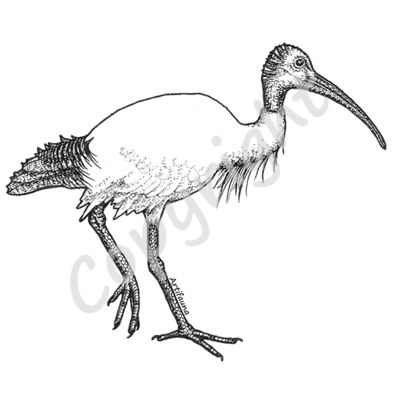 Ibis (Bin Chicken) Thumbnail