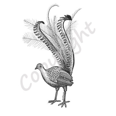Lyrebird Thumbnail