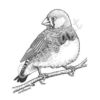 Zebra Finch Thumbnail