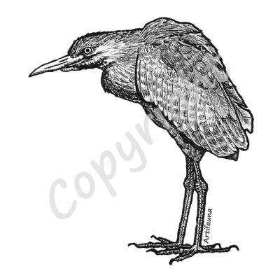 Nankeen Night Heron Thumbnail