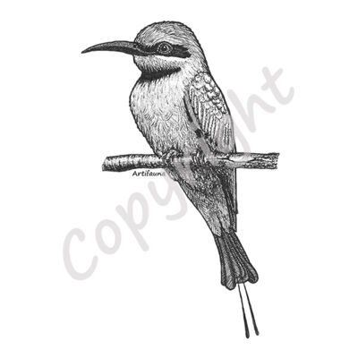 Rainbow Bee Eater Thumbnail