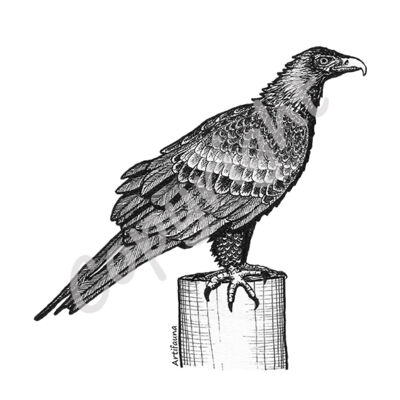 Wedge-tailed Eagle Thumbnail