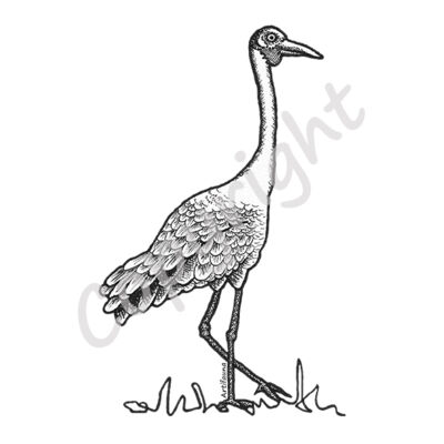 Brolga Thumbnail