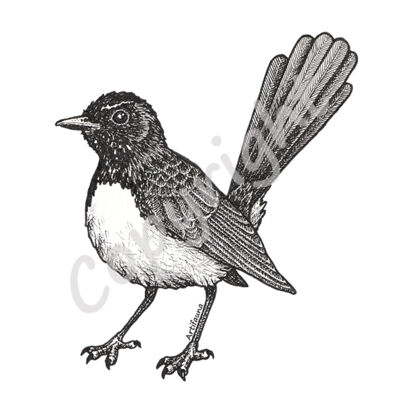 Willie Wagtail Thumbnail