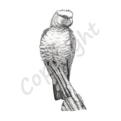 Galah Thumbnail